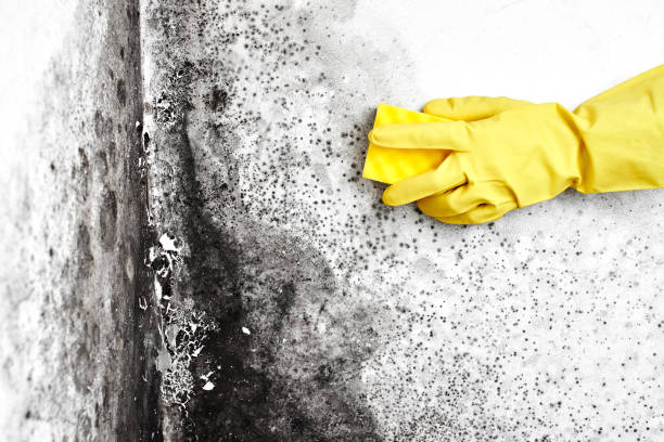 Best Mold Testing and Inspection Services in Elk River, MN