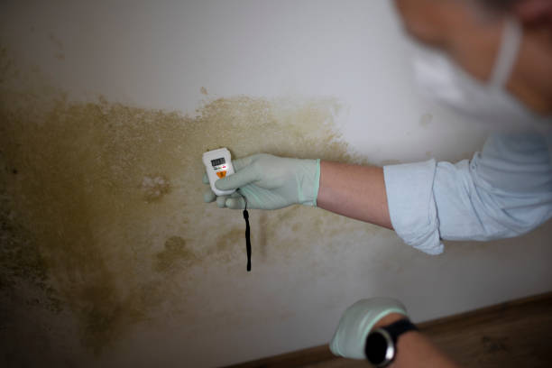 Best Post-Flood Mold Remediation in Elk River, MN