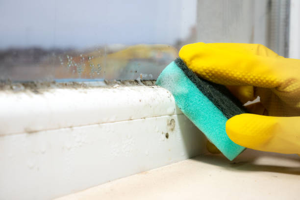 Best Residential Mold Remediation in Elk River, MN