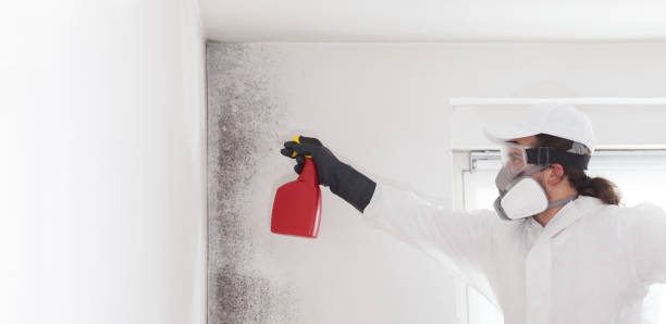 Best Attic Mold Remediation in Elk River, MN