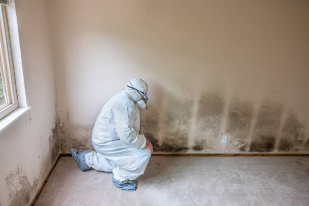 Best Crawl Space Mold Remediation in Elk River, MN