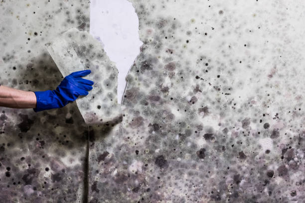 Best Localized Mold Remediation (e.g., coastal areas, humid climates) in Elk River, MN