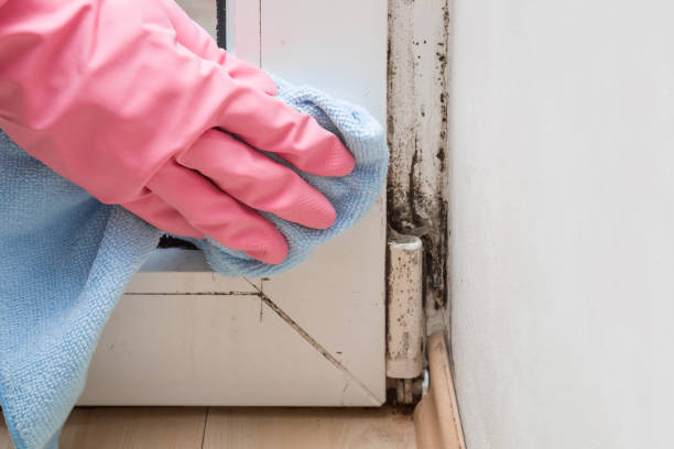 Best Residential Mold Remediation in Elk River, MN
